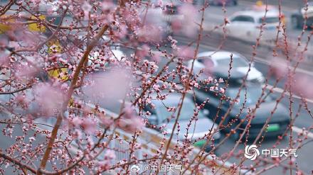 桃花开啦!北京第一抹粉嫩春意上线了 桃花开啦!北京第一抹粉嫩春意上线了
