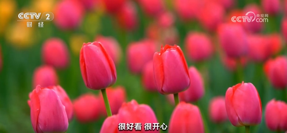 各地多彩春花“上线”激发文旅活力 “美丽经济”催热春日消费 各地多彩春花“上线”激发文旅活力 “美丽经济”催热春日消费