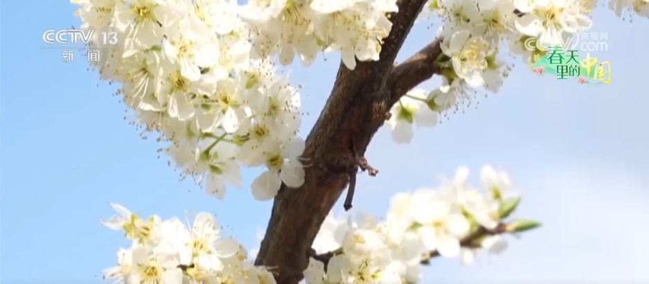 希望的田野一片生机勃勃 新技术新模式“大显身手”保障春耕生产