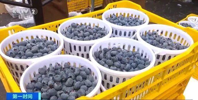 真不建议买这种蓝莓!很多人不知道的真相! 真不建议买这种蓝莓!很多人不知道的真相!