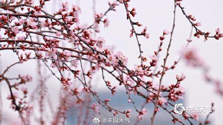 桃花开啦!北京第一抹粉嫩春意上线了 桃花开啦!北京第一抹粉嫩春意上线了