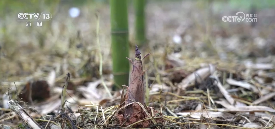 AI护航千里争“鲜”路 新模式新技术助力农产品从田间直达餐桌 AI护航千里争“鲜”路 新模式新技术助力农产品从田间直达餐桌