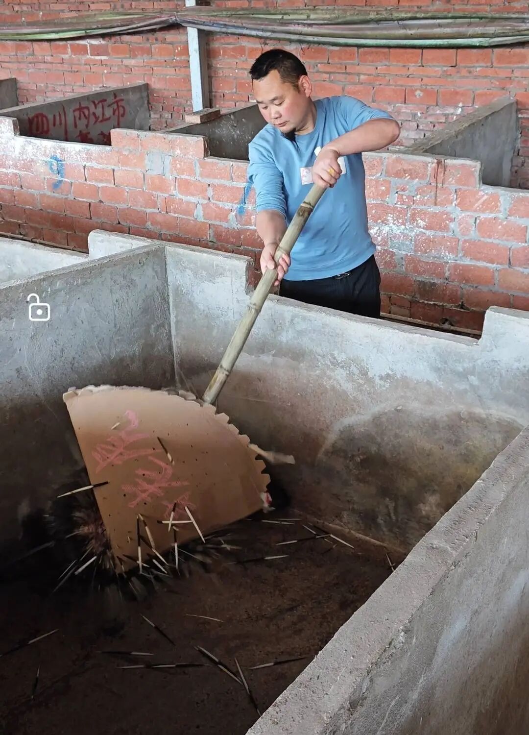 四川内江小伙用纸板向豪猪“借刺”火了！一根刺做成鱼漂，能卖268元！