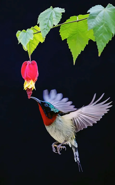 颜值暴击!“东方蜂鸟”惊现江西山野,0.5倍速悬停每一帧都是壁纸 颜值暴击!“东方蜂鸟”惊现江西山野,0.5倍速悬停每一帧都是壁纸