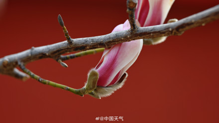 北京玉兰春日证件照来啦 你最爱哪个？