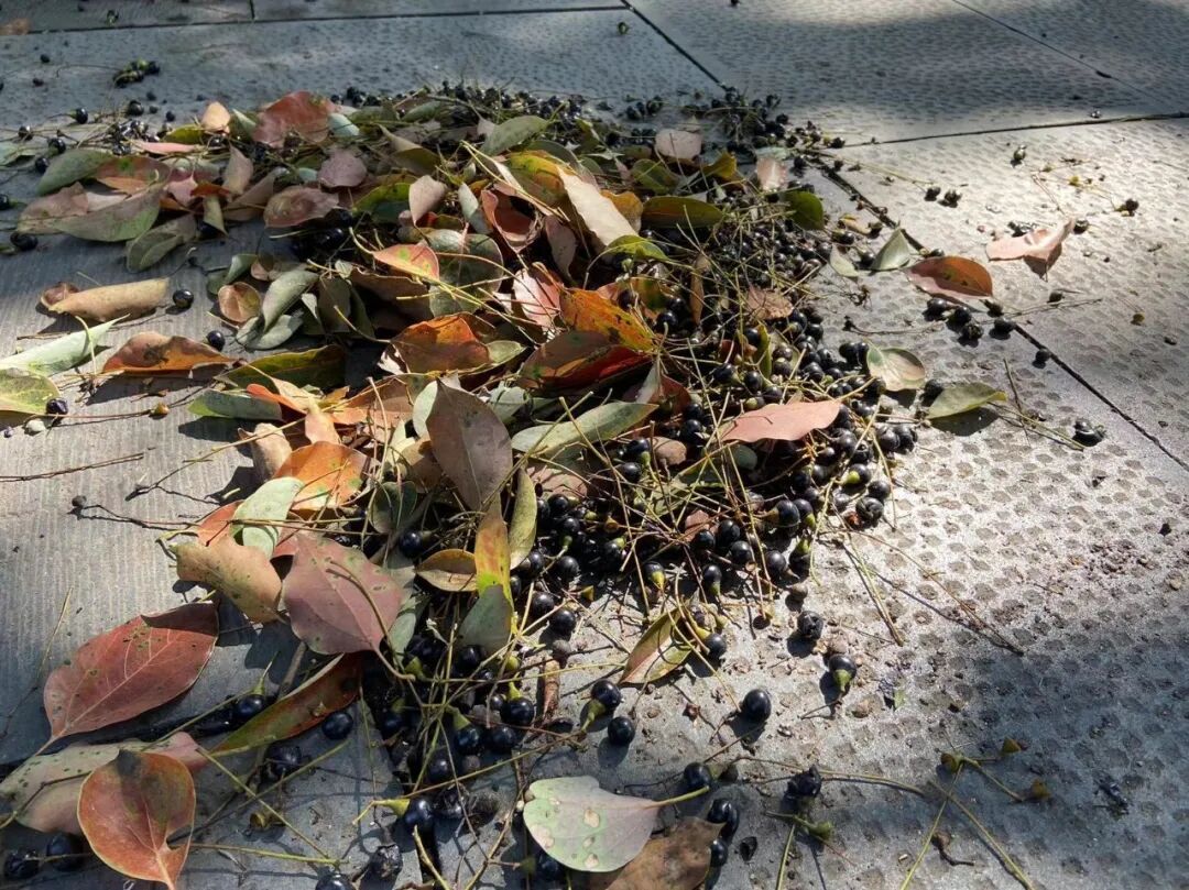 不要捏,不要踩,杭州街头正大量出现!不少人吐槽:苦不堪言 不要捏,不要踩,杭州街头正大量出现!不少人吐槽:苦不堪言