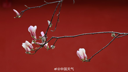 北京玉兰春日证件照来啦 你最爱哪个？