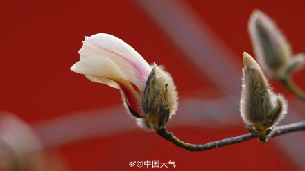 北京玉兰春日证件照来啦 你最爱哪个？