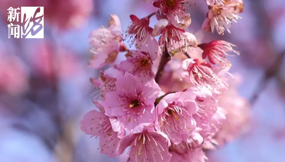 扛过今晨的冷,上海周六将迎17℃!这里即将迎来人山人海... 扛过今晨的冷,上海周六将迎17℃!这里即将迎来人山人海...