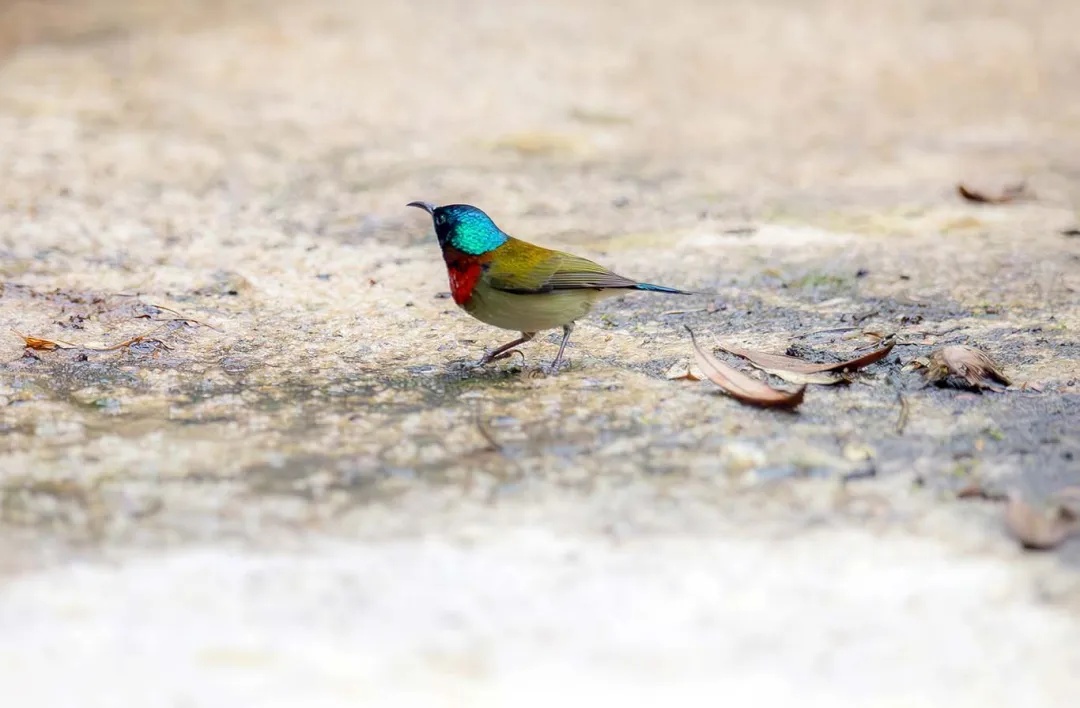 颜值暴击!“东方蜂鸟”惊现江西山野,0.5倍速悬停每一帧都是壁纸 颜值暴击!“东方蜂鸟”惊现江西山野,0.5倍速悬停每一帧都是壁纸