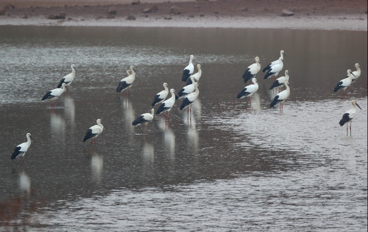 官厅水库迎候鸟高峰 51只东方白鹳现身刷新纪录 官厅水库迎候鸟高峰 51只东方白鹳现身刷新纪录