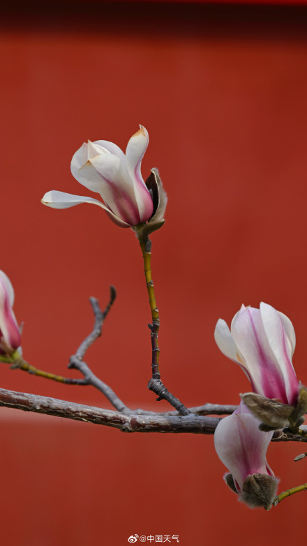 北京玉兰春日证件照来啦 你最爱哪个？