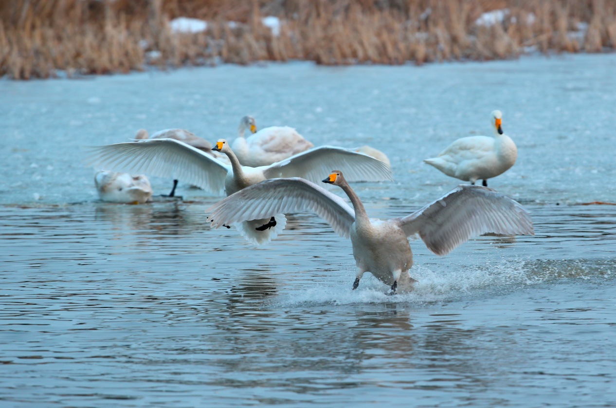 官厅水库迎候鸟高峰 51只东方白鹳现身刷新纪录 官厅水库迎候鸟高峰 51只东方白鹳现身刷新纪录
