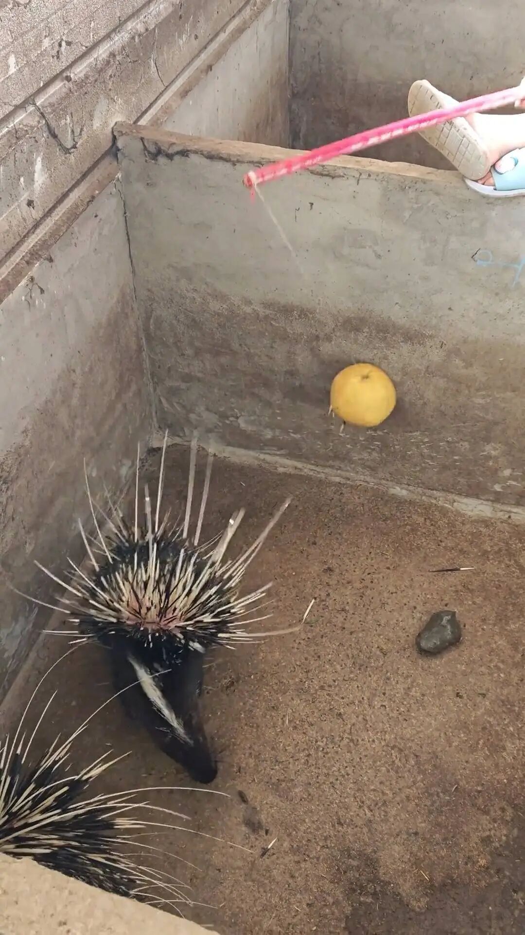 四川内江小伙用纸板向豪猪“借刺”火了！一根刺做成鱼漂，能卖268元！