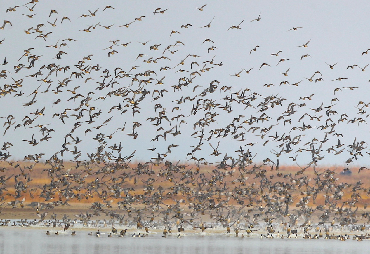 官厅水库迎候鸟高峰 51只东方白鹳现身刷新纪录 官厅水库迎候鸟高峰 51只东方白鹳现身刷新纪录