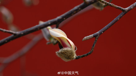 北京玉兰春日证件照来啦 你最爱哪个？