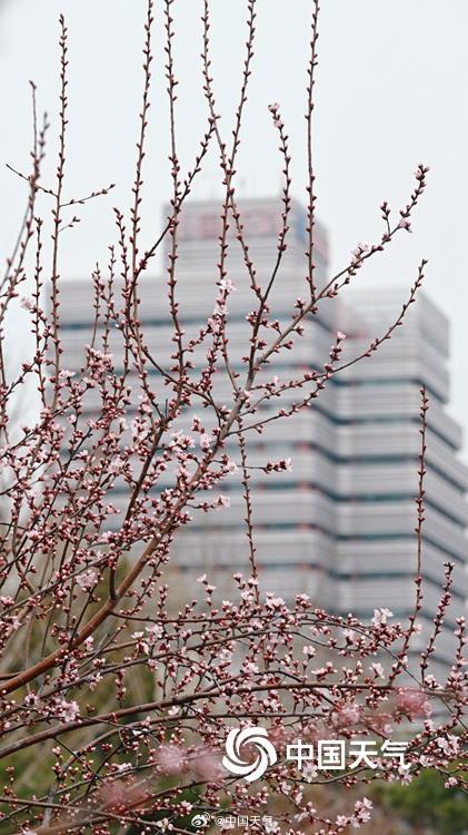 桃花开啦!北京第一抹粉嫩春意上线了 桃花开啦!北京第一抹粉嫩春意上线了
