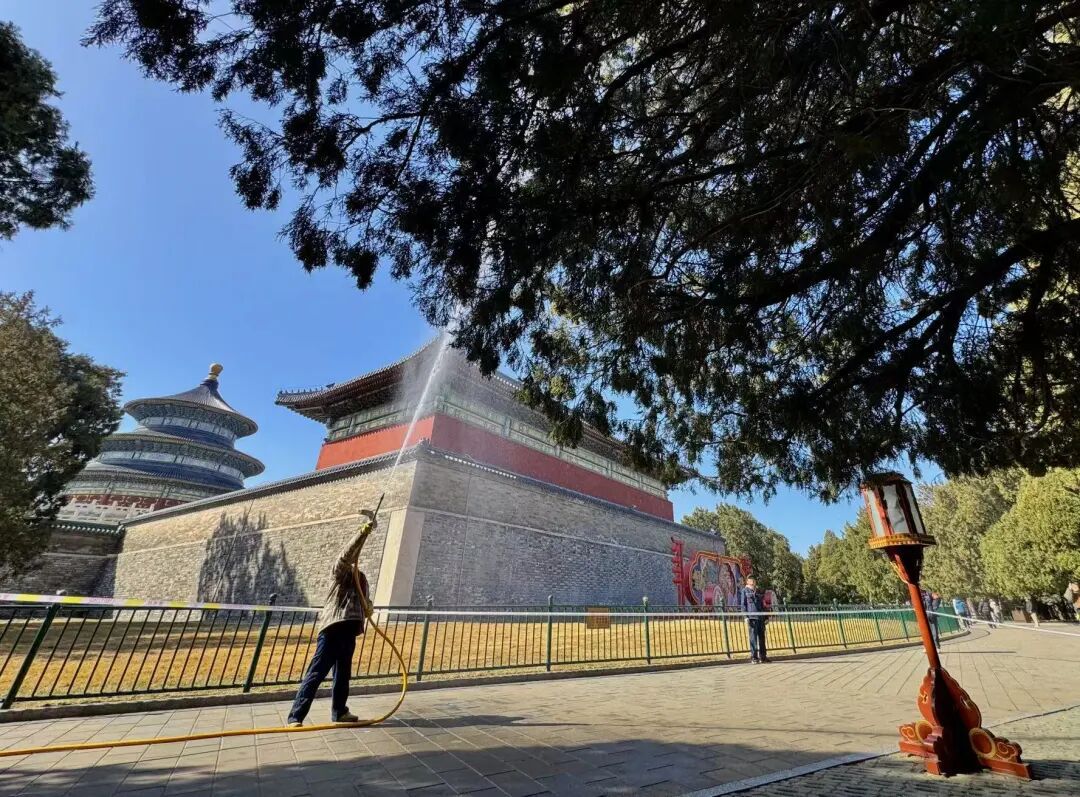天坛公园1500余株柏树,“洗剪吹”了 天坛公园1500余株柏树,“洗剪吹”了
