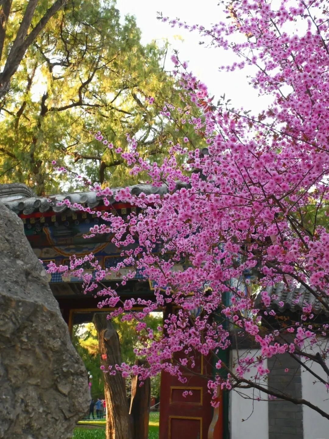 梅花盛放！京城“梅园”汇总来了