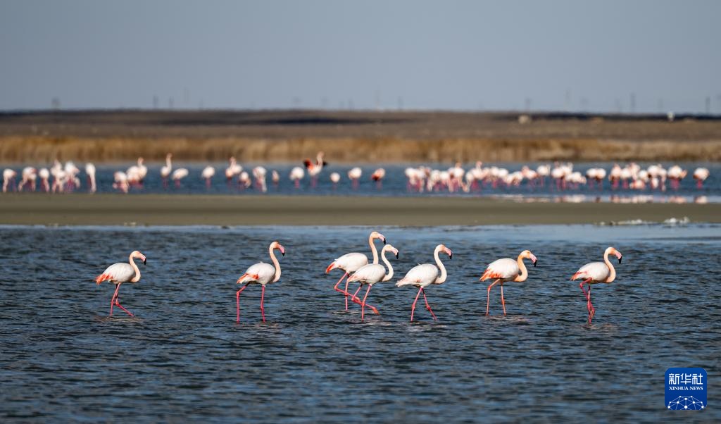 哈萨克斯坦：春季迁徙中的火烈鸟