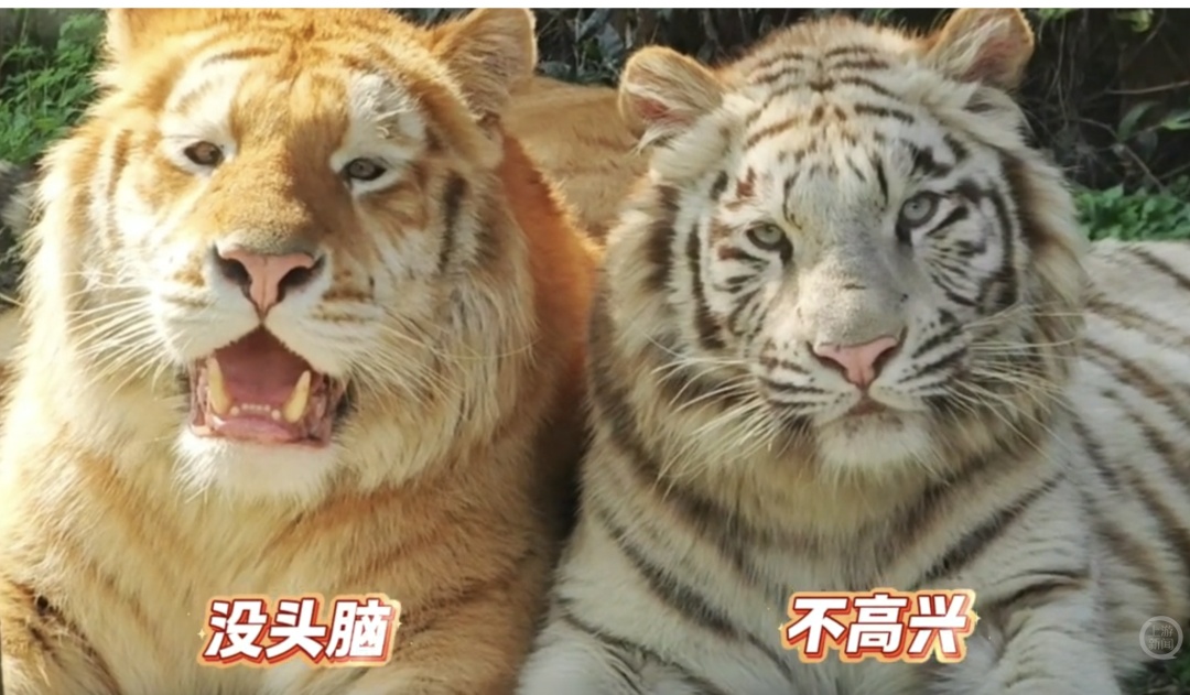 新晋网红!老虎版“没头脑”和“不高兴”爆火出圈 新晋网红!老虎版“没头脑”和“不高兴”爆火出圈