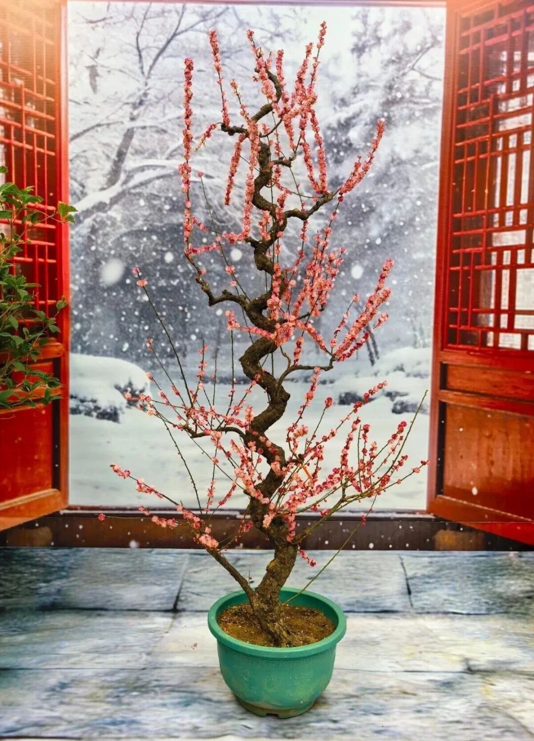 梅花盛放！京城“梅园”汇总来了