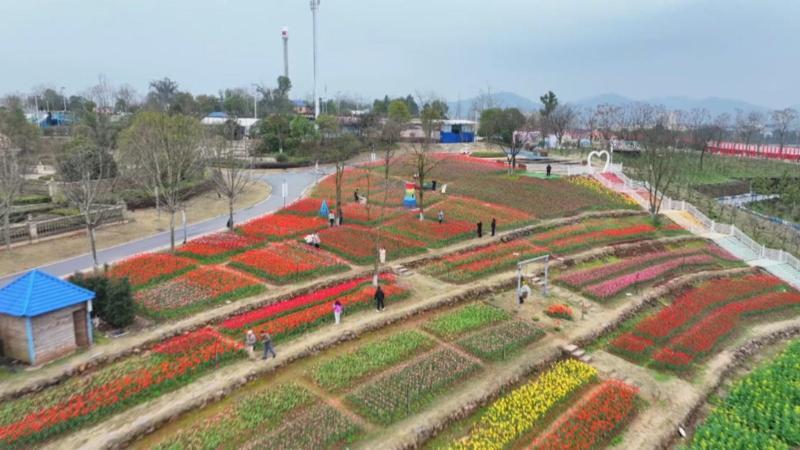 江西萍乡:百万株郁金香盛开 邂逅春日限定浪漫 江西萍乡:百万株郁金香盛开 邂逅春日限定浪漫