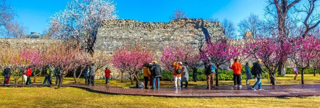 梅花盛放！京城“梅园”汇总来了
