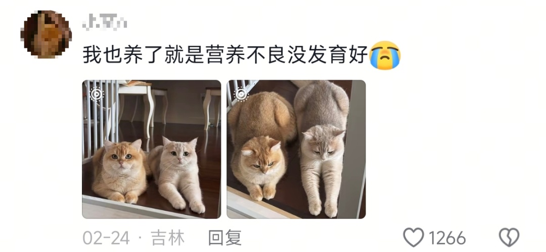 新晋网红!老虎版“没头脑”和“不高兴”爆火出圈 新晋网红!老虎版“没头脑”和“不高兴”爆火出圈