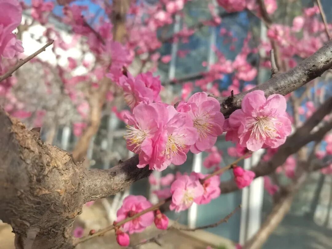 梅花盛放！京城“梅园”汇总来了