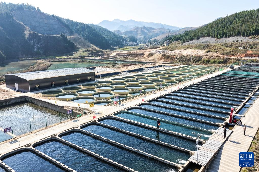 贵州岑巩:深山里“游”出三文鱼 贵州岑巩:深山里“游”出三文鱼