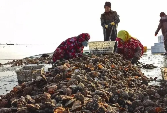 7元一斤，太鲜了！青岛这种海鲜头茬上市，肥嫩爆汁，上岸直接抢空