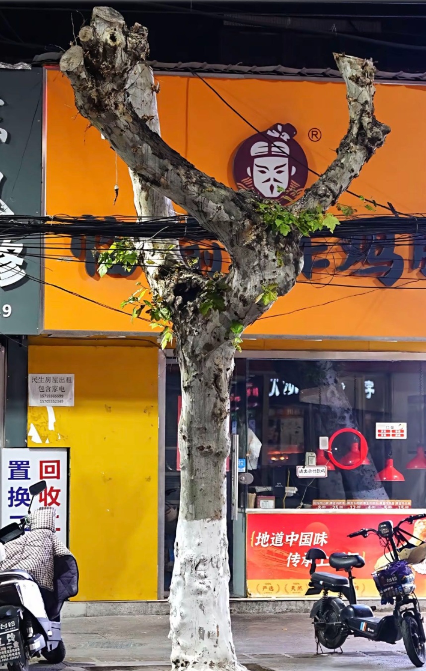 优雅,太优雅!安徽这棵 “瑜伽树” ,火了! 优雅,太优雅!安徽这棵 “瑜伽树” ,火了!