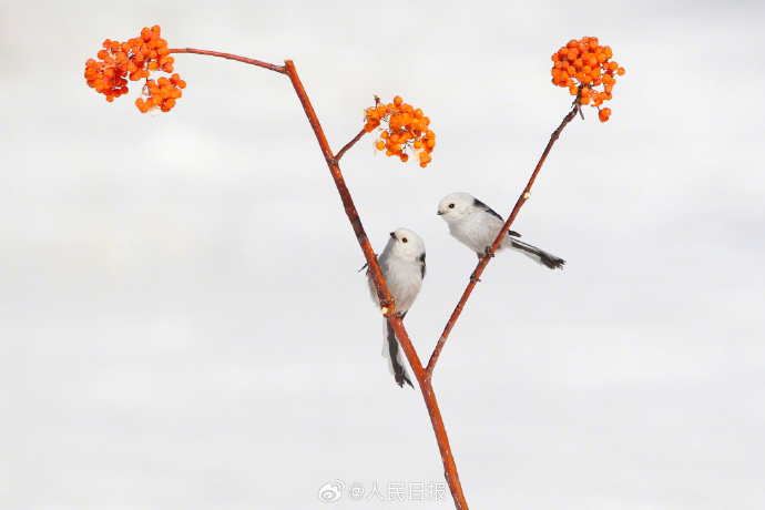 赏心悦目！这是现实版“花鸟图”