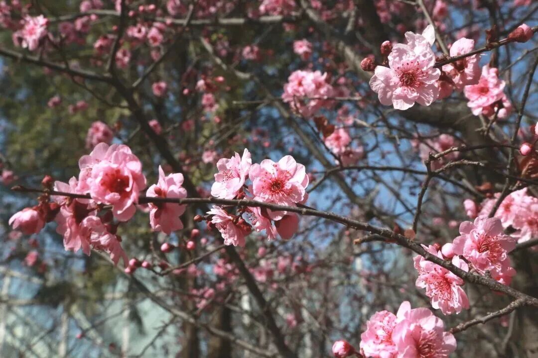 梅花盛放！京城“梅园”汇总来了