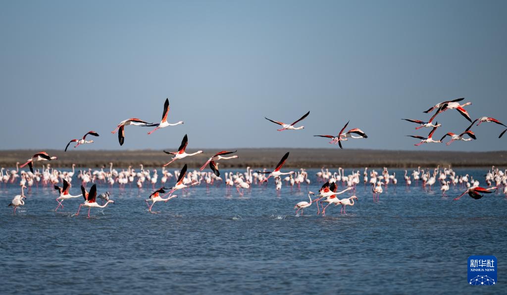 哈萨克斯坦：春季迁徙中的火烈鸟