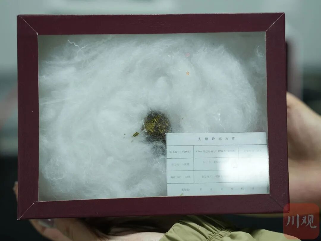 “像不像豆豉?”四川这群科研人员为什么要在深山里捡“粑粑”? “像不像豆豉?”四川这群科研人员为什么要在深山里捡“粑粑”?