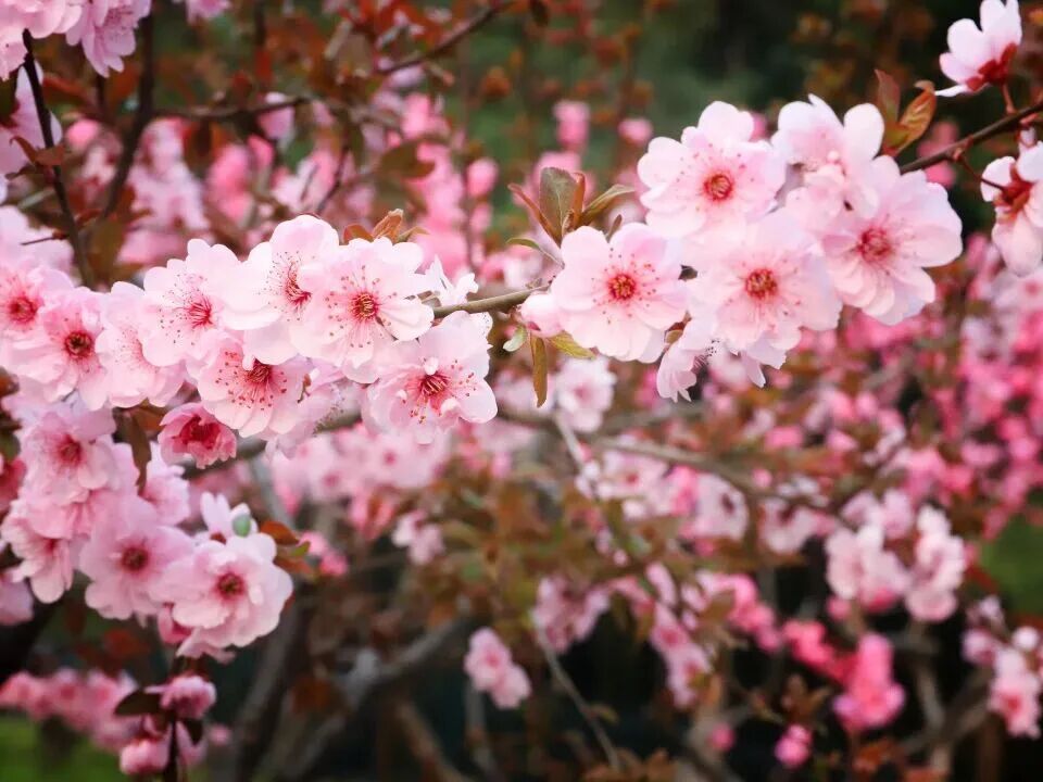 梅花盛放！京城“梅园”汇总来了