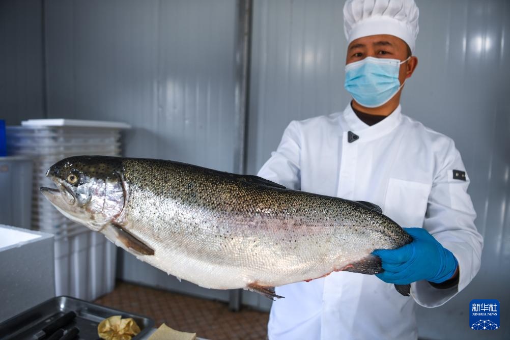 贵州岑巩:深山里“游”出三文鱼 贵州岑巩:深山里“游”出三文鱼