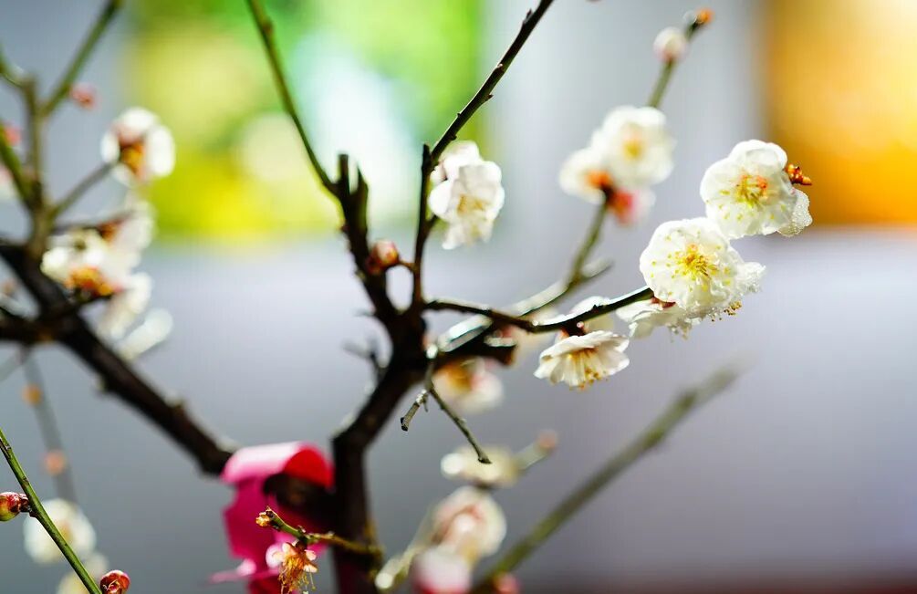 梅花盛放！京城“梅园”汇总来了