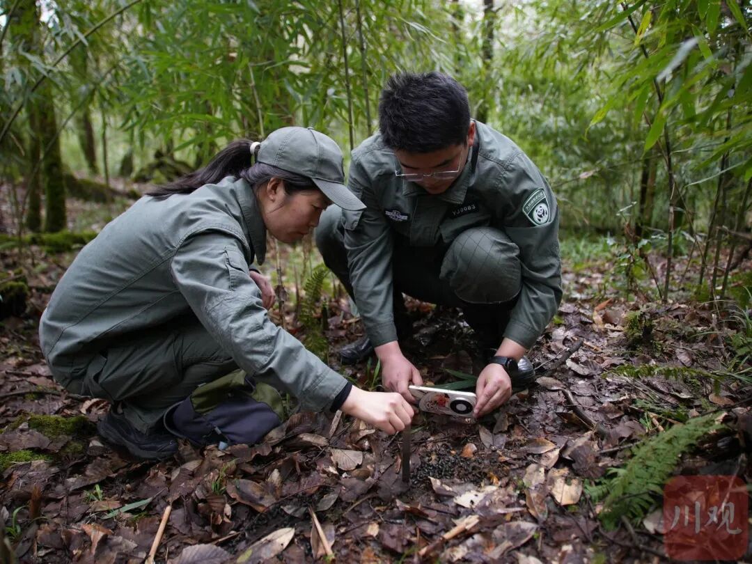 “像不像豆豉?”四川这群科研人员为什么要在深山里捡“粑粑”? “像不像豆豉?”四川这群科研人员为什么要在深山里捡“粑粑”?