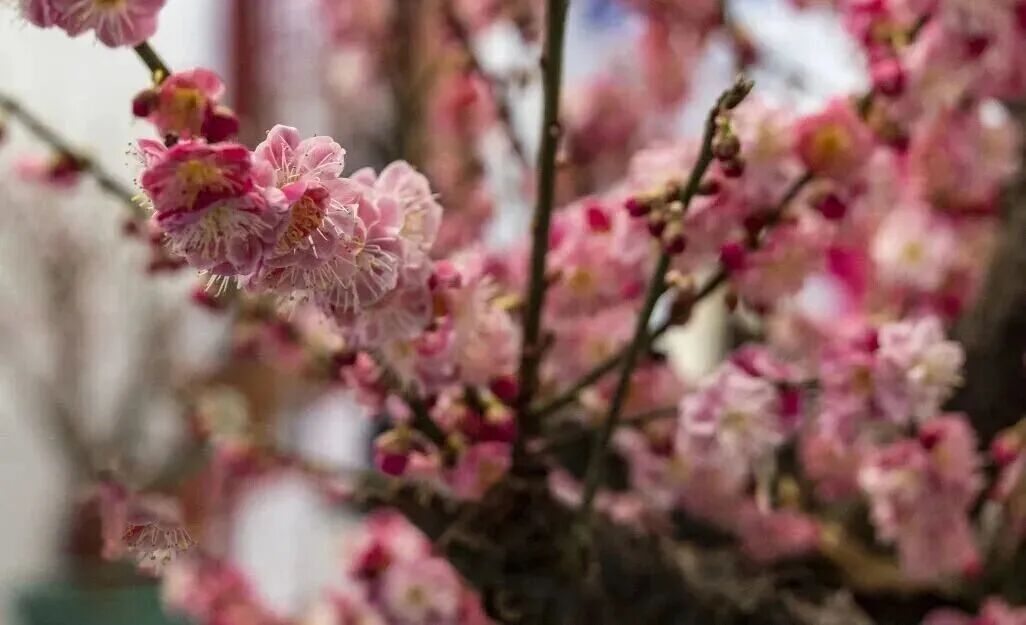 梅花盛放！京城“梅园”汇总来了