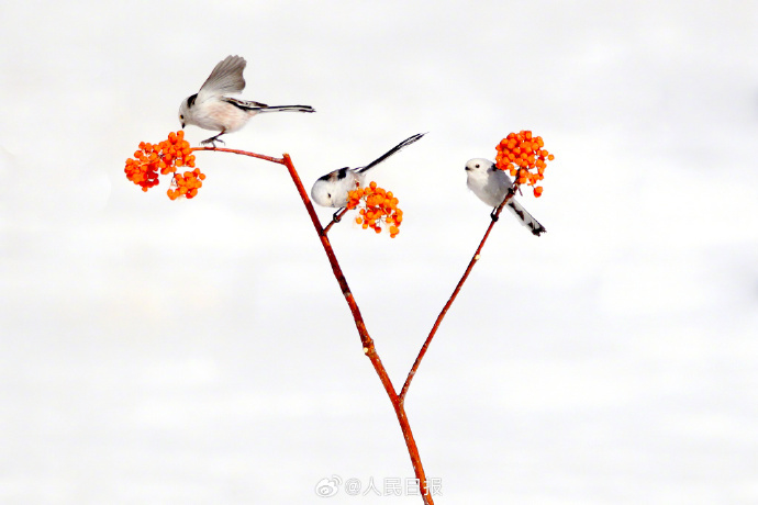 赏心悦目！这是现实版“花鸟图”