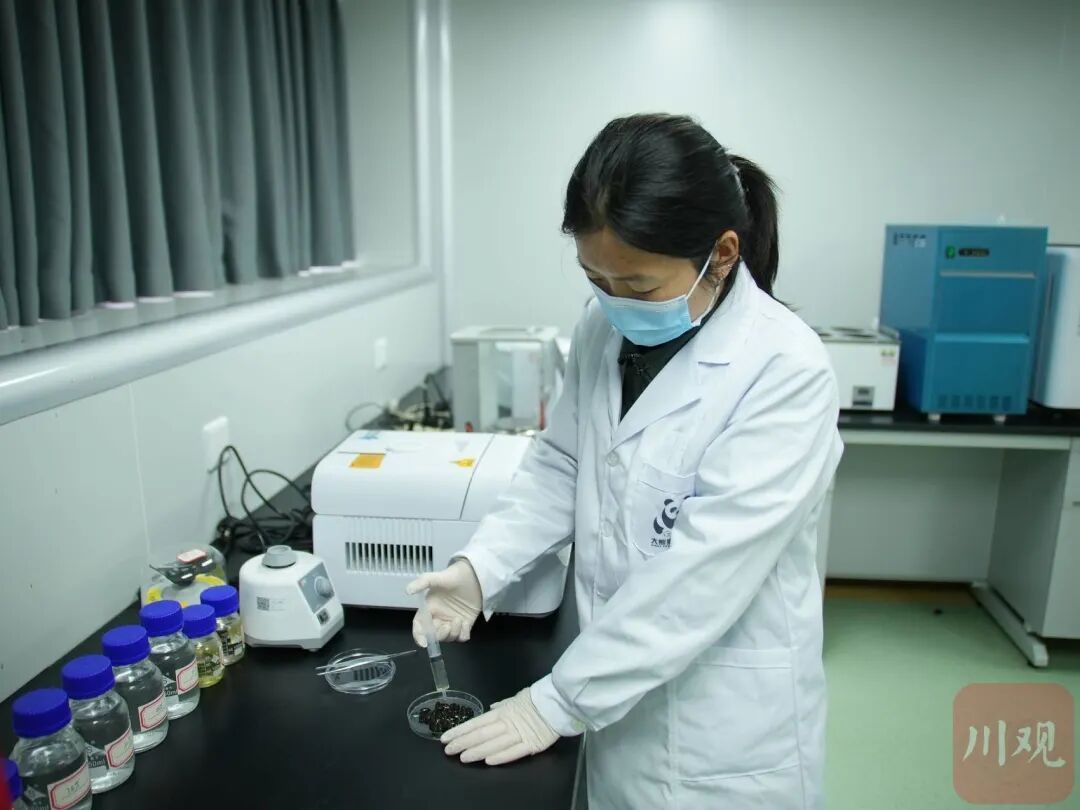 “像不像豆豉?”四川这群科研人员为什么要在深山里捡“粑粑”? “像不像豆豉?”四川这群科研人员为什么要在深山里捡“粑粑”?