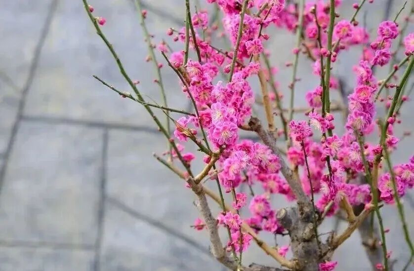 梅花盛放！京城“梅园”汇总来了