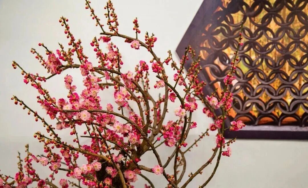 梅花盛放！京城“梅园”汇总来了
