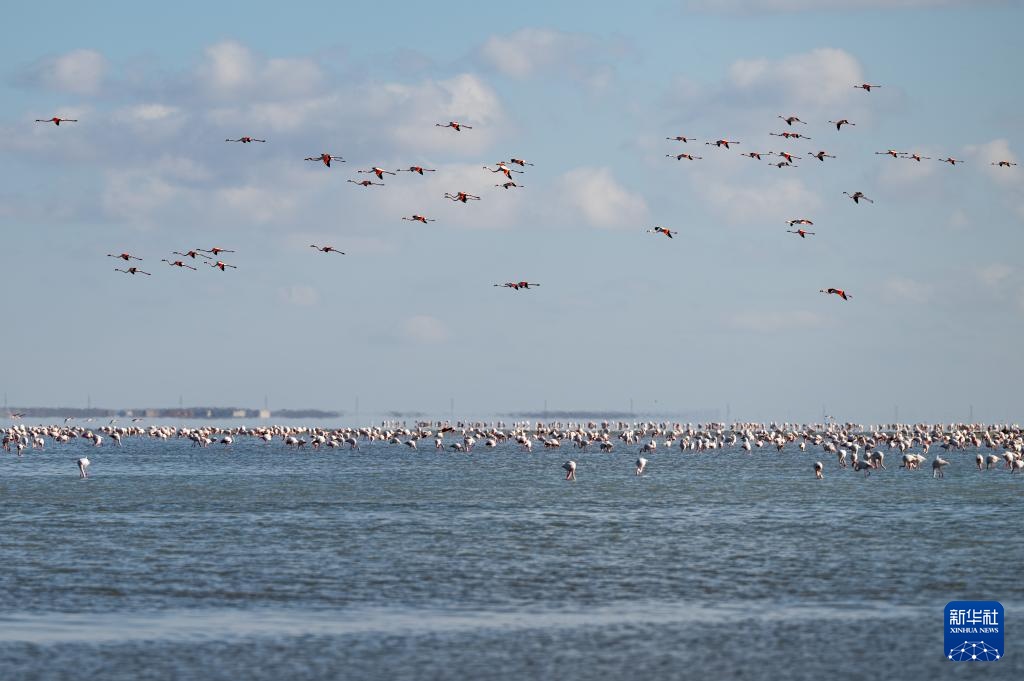 哈萨克斯坦：春季迁徙中的火烈鸟