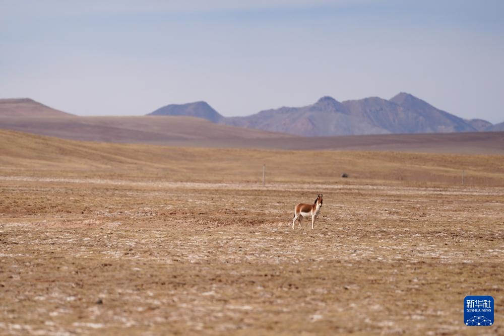 美丽中国丨春日黄河源