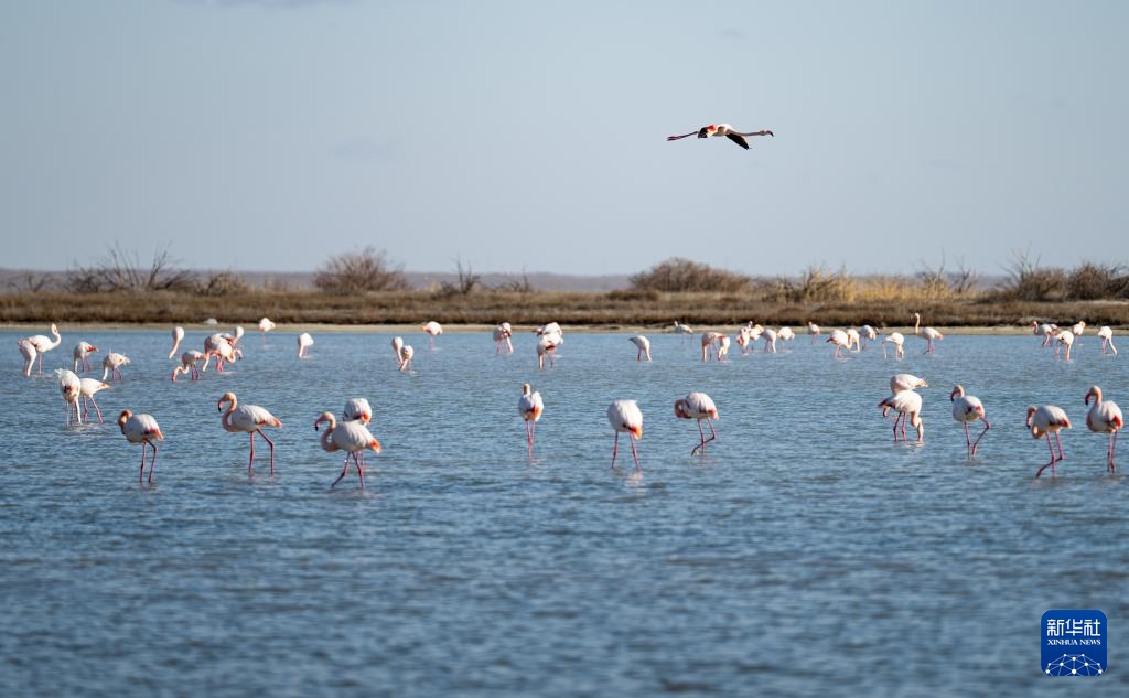 哈萨克斯坦：春季迁徙中的火烈鸟