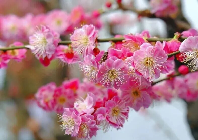梅花盛放！京城“梅园”汇总来了